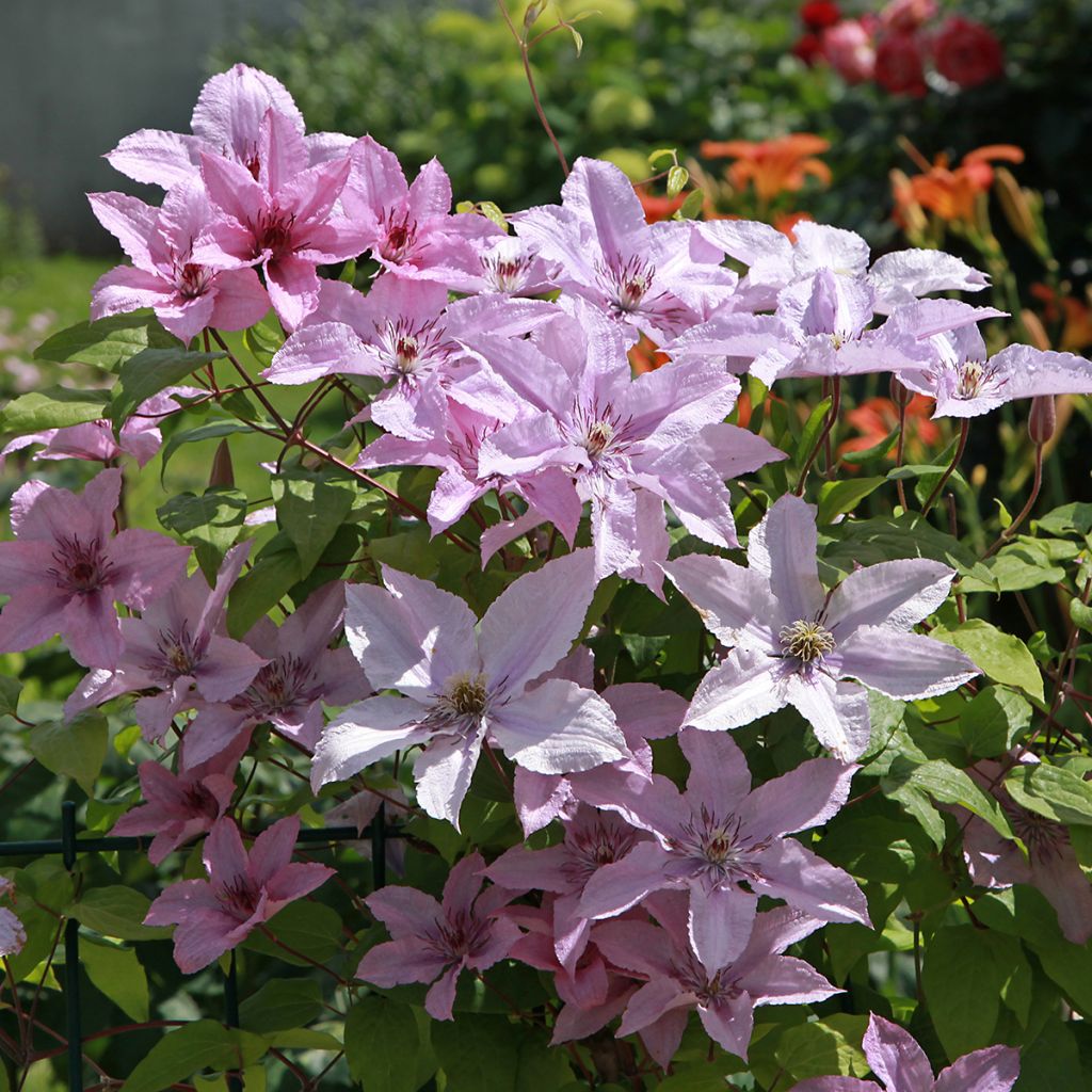 Clématite d’été rose pâle