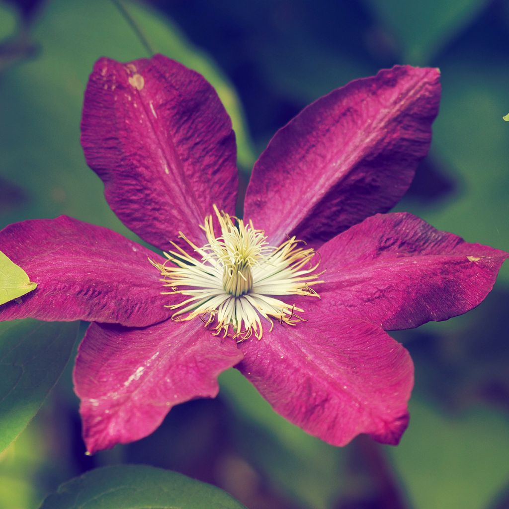 Clématite d’été rouge