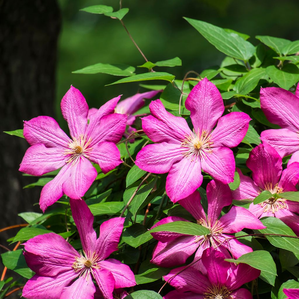 Clématite d’été rouge carmin