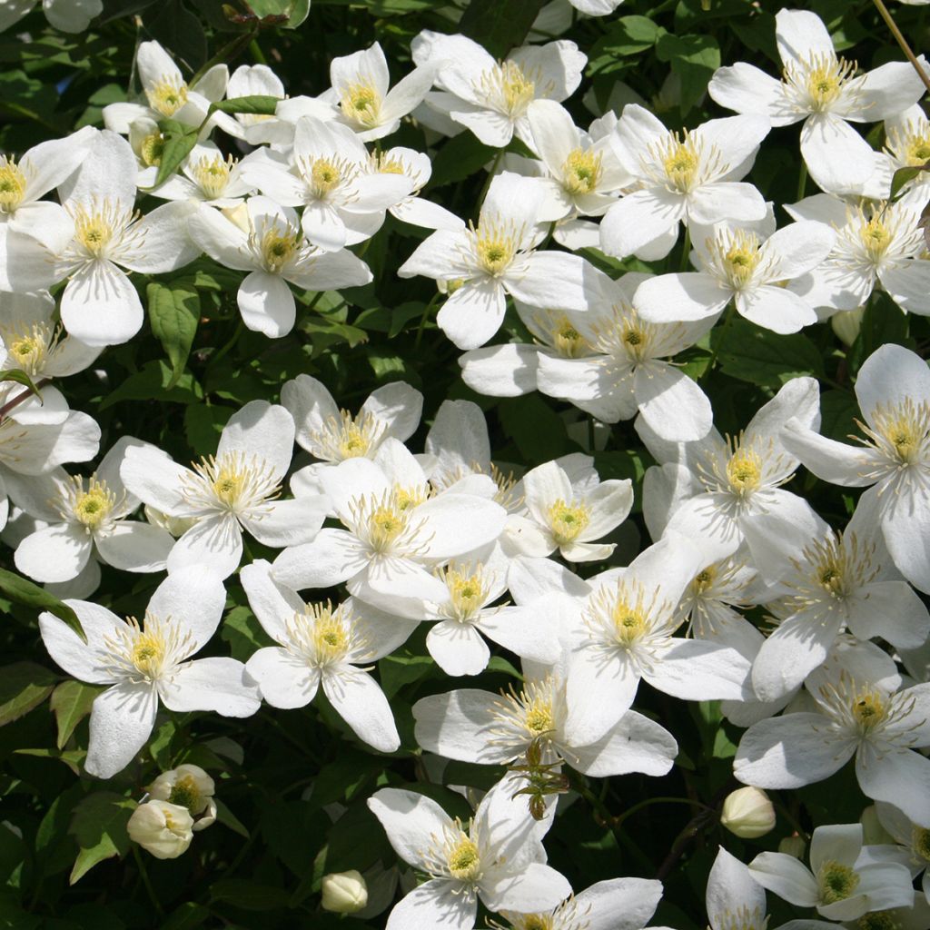 Clématite de printemps blanc pur