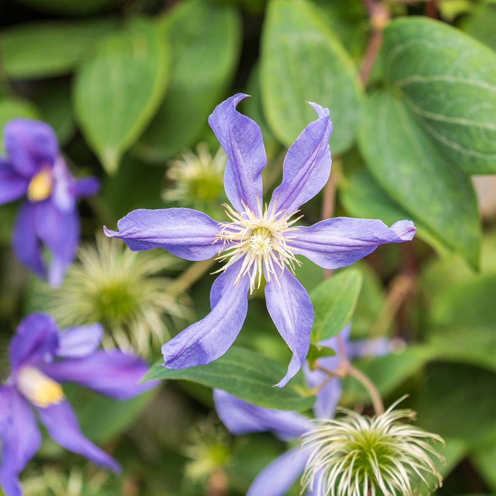 Clématite de printemps bleu à violet clair