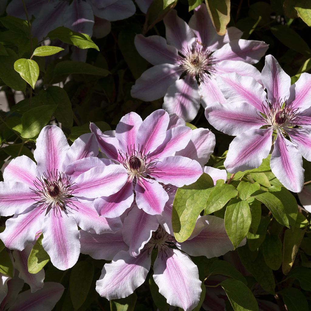 Clématite de printemps et d’été rose clair striée de carmin