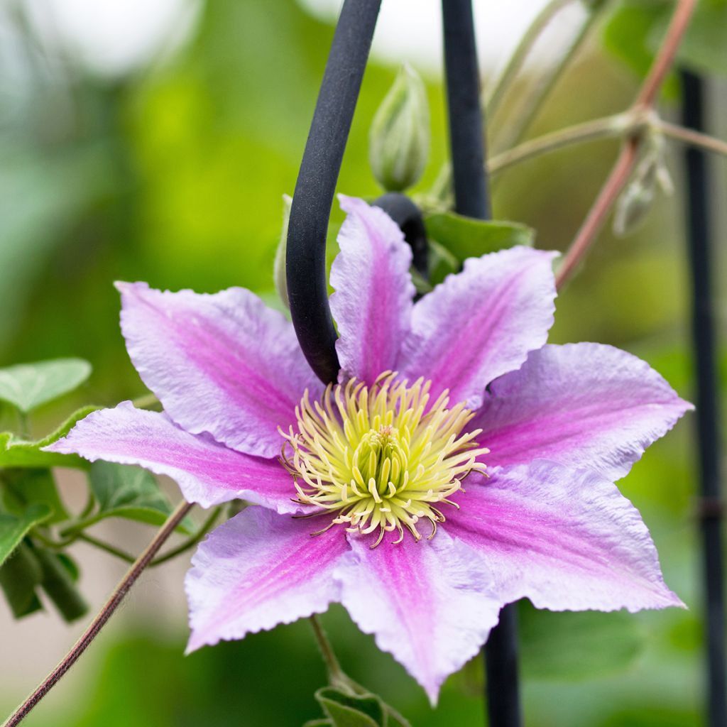 Clématite de printemps et d’été rose tendre et vif