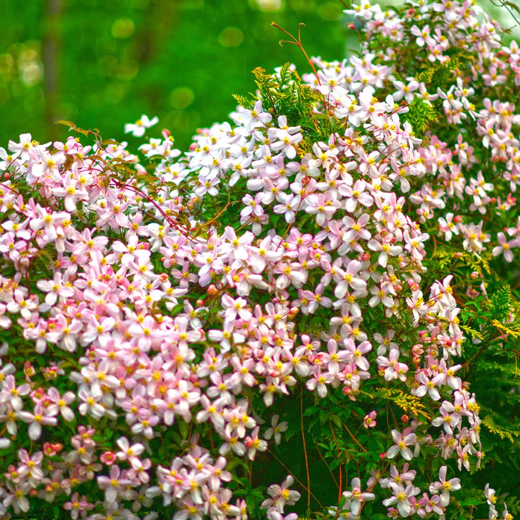 Clématite de printemps rose clair