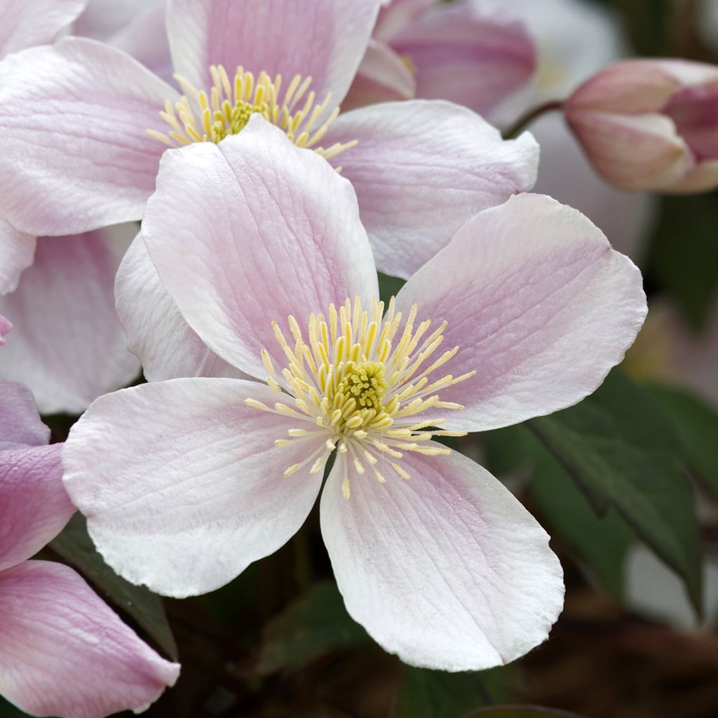 Clématite de printemps rose clair