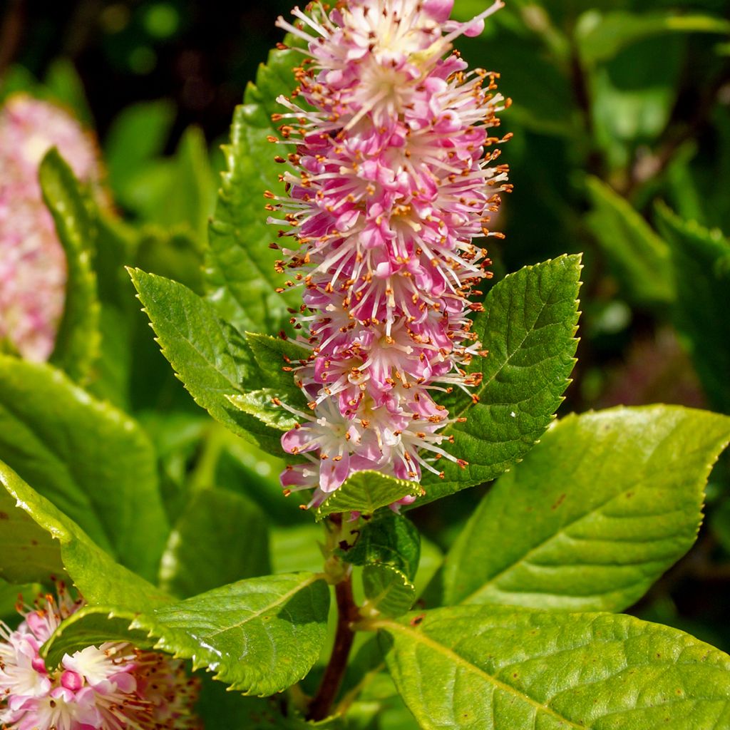 Clethra à feuilles d'aulne