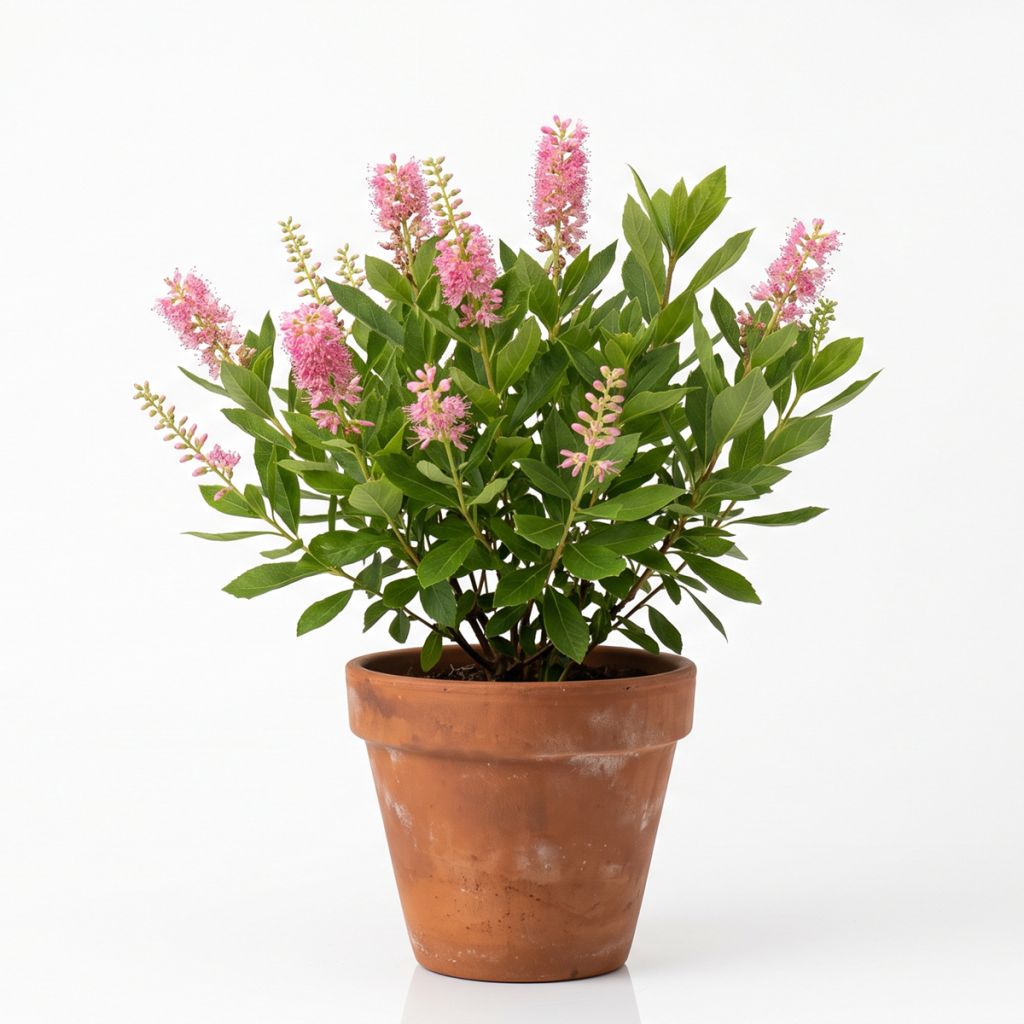 Clethra à feuilles d'aulne rose