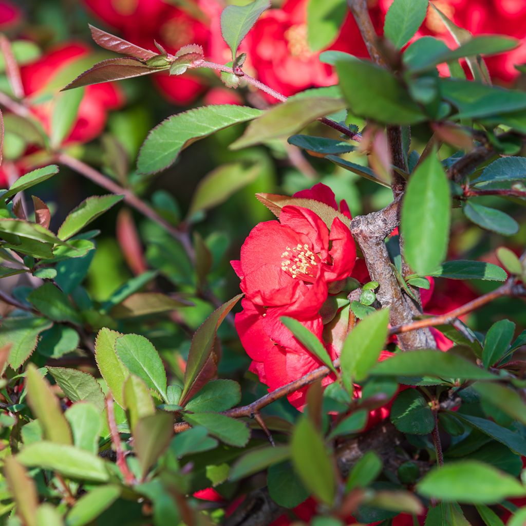 Cognassier du Japon précoce rouge