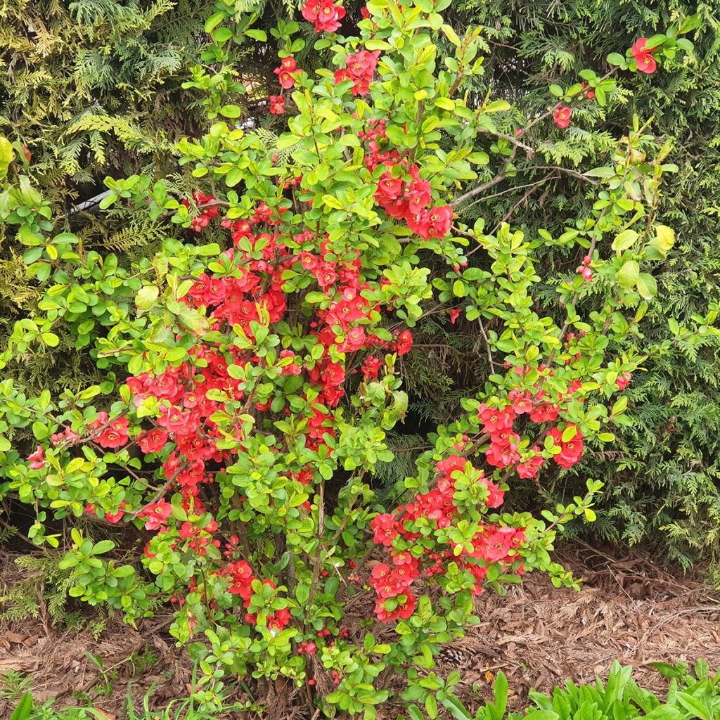 Cognassier du Japon rouge