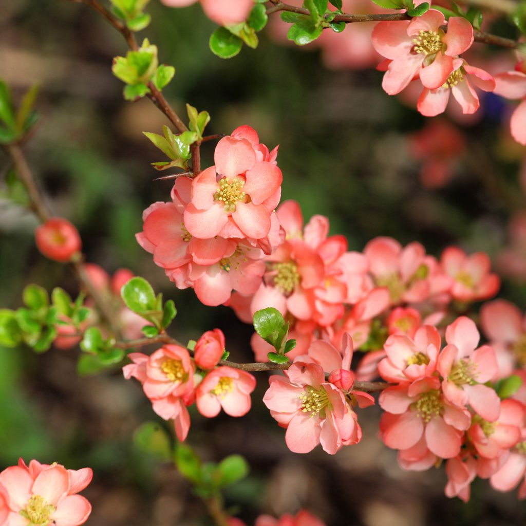 Cognassier du Japon saumon