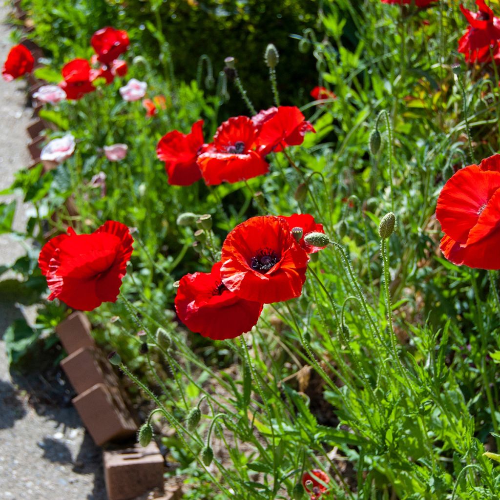Coquelicot