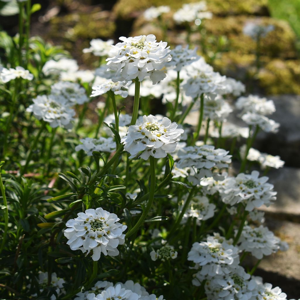 Corbeille d'argent blanche