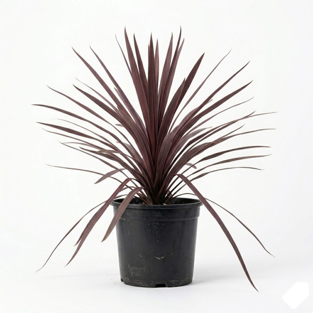Cordyline pourpre
