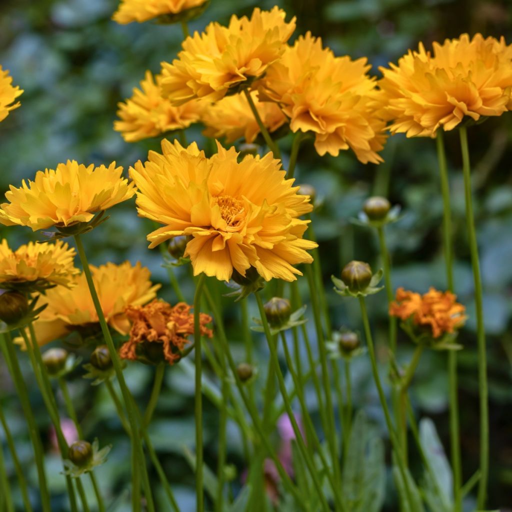 Coréopsis jaune