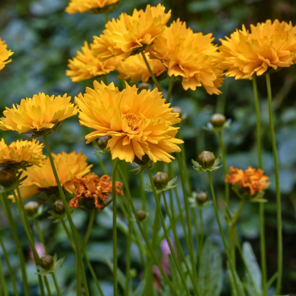 Coréopsis jaune