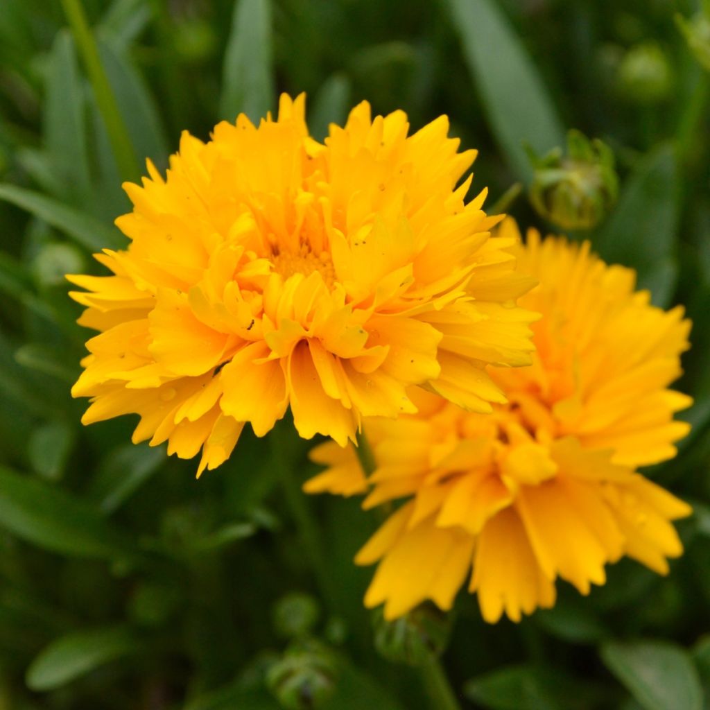Coréopsis jaune