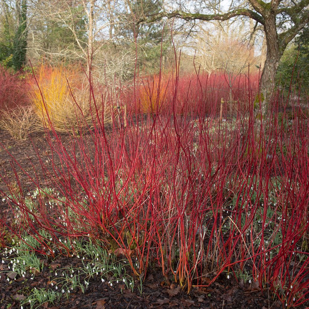 Cornouiller blanc à bois rouge