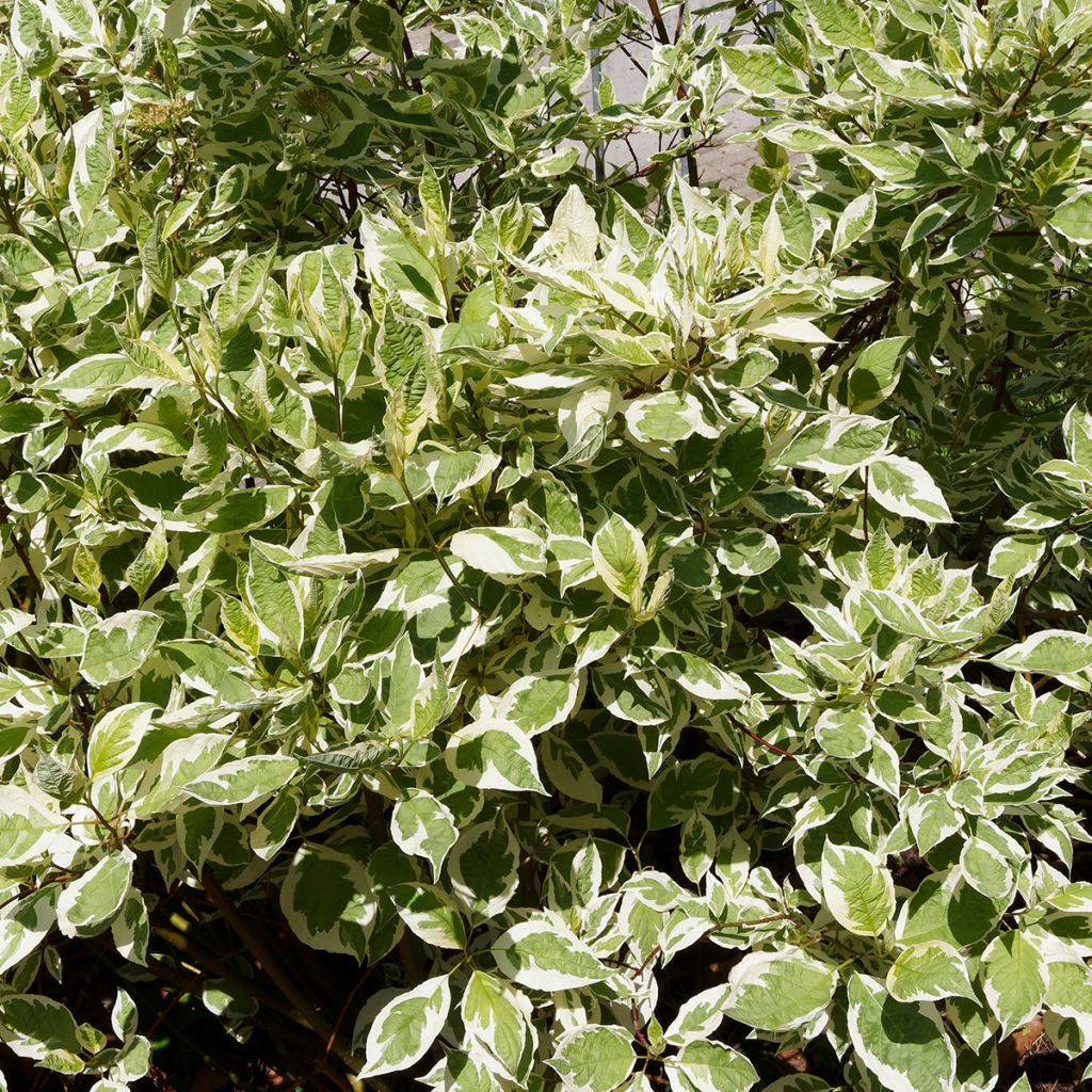 Cornouiller blanc panaché