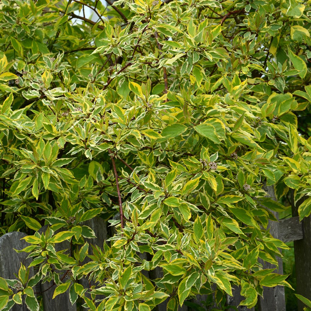 Cornouiller blanc panaché jaune