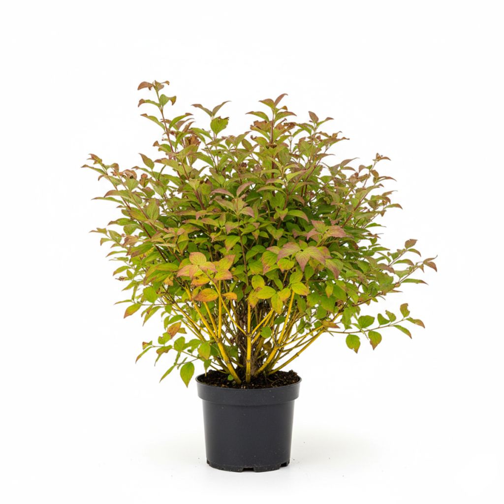 Cornouiller à bois jaune