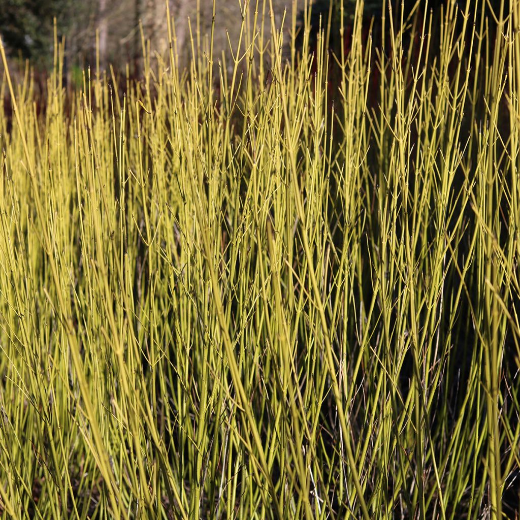 Cornouiller à bois jaune