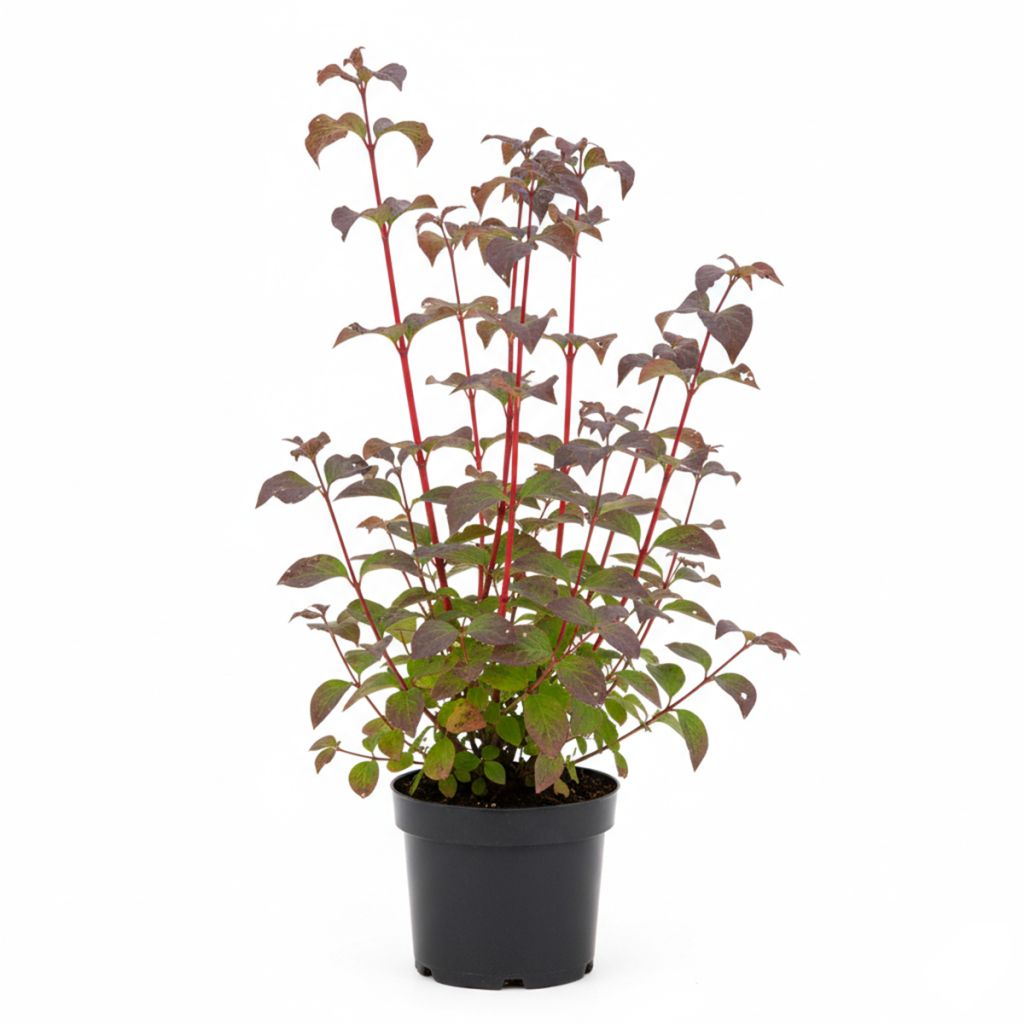 Cornouiller de Sibérie