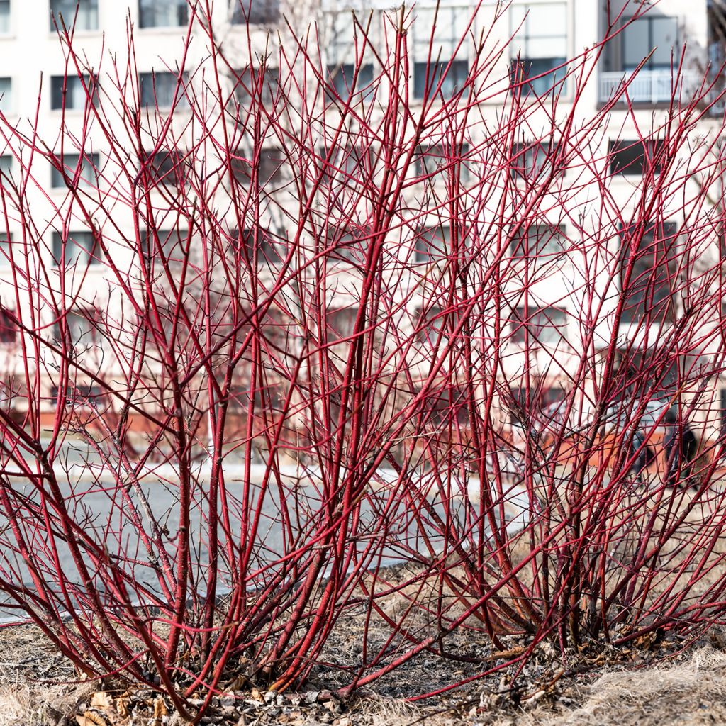 Cornouiller de Sibérie