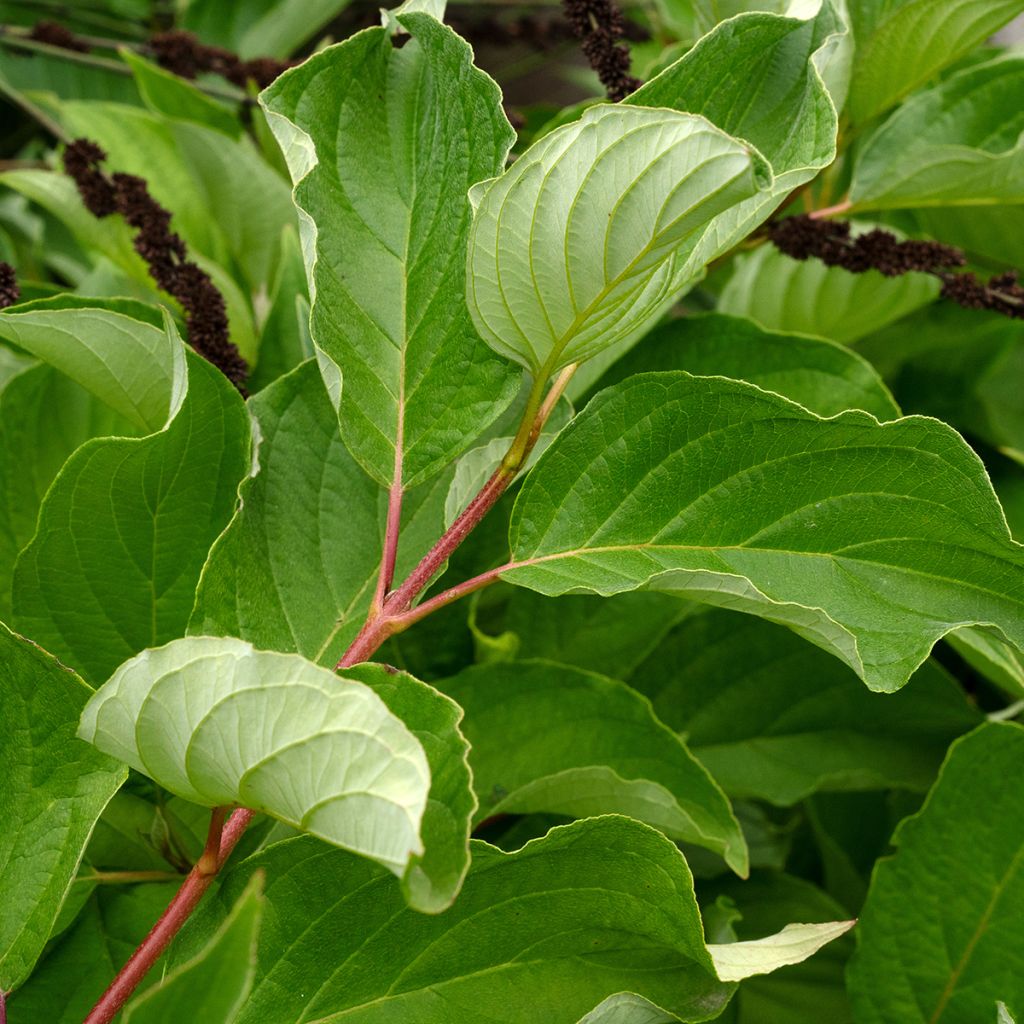 Cornouiller de Sibérie