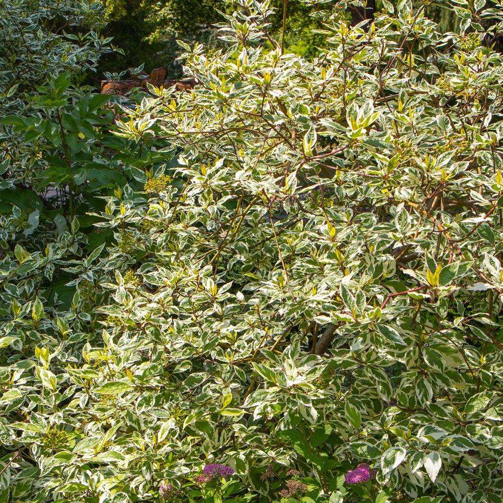 Cornouiller de Sibérie panaché