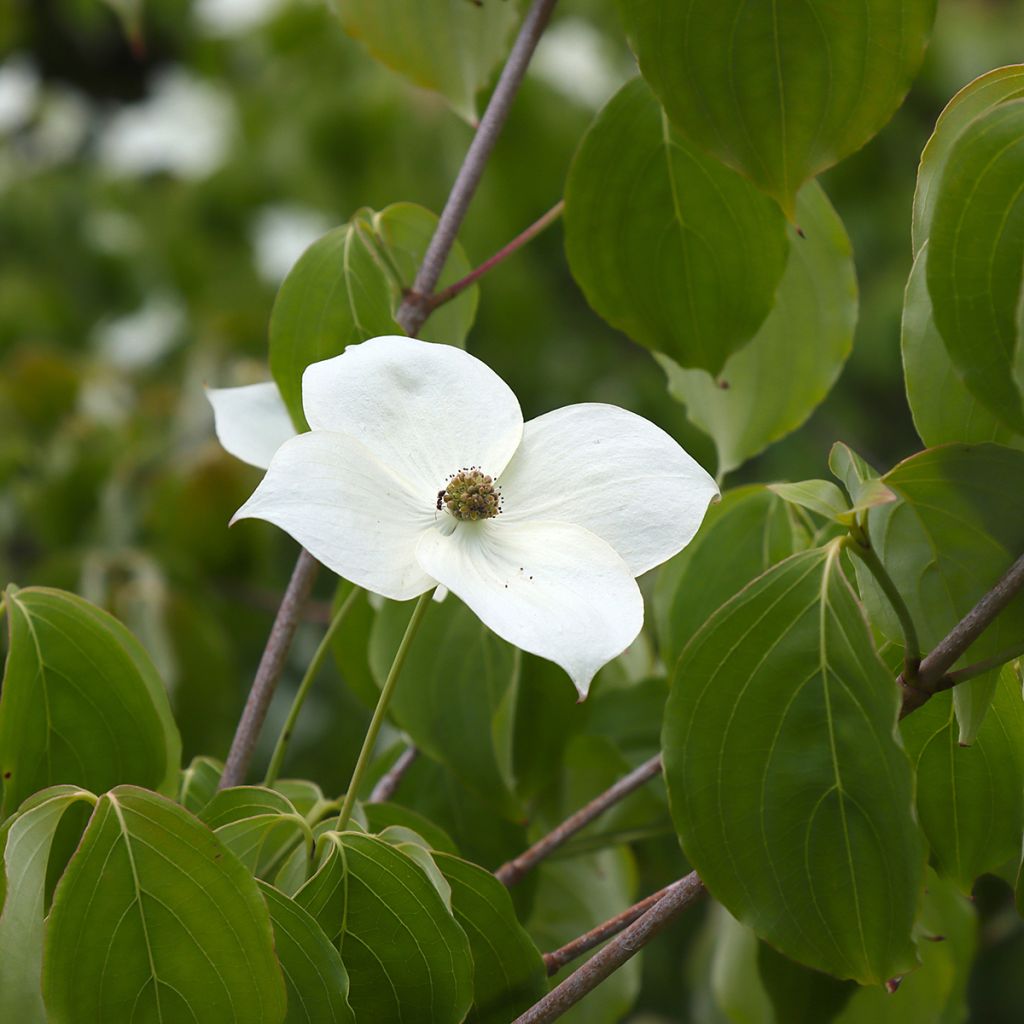 Cornouiller à fleurs de Chine