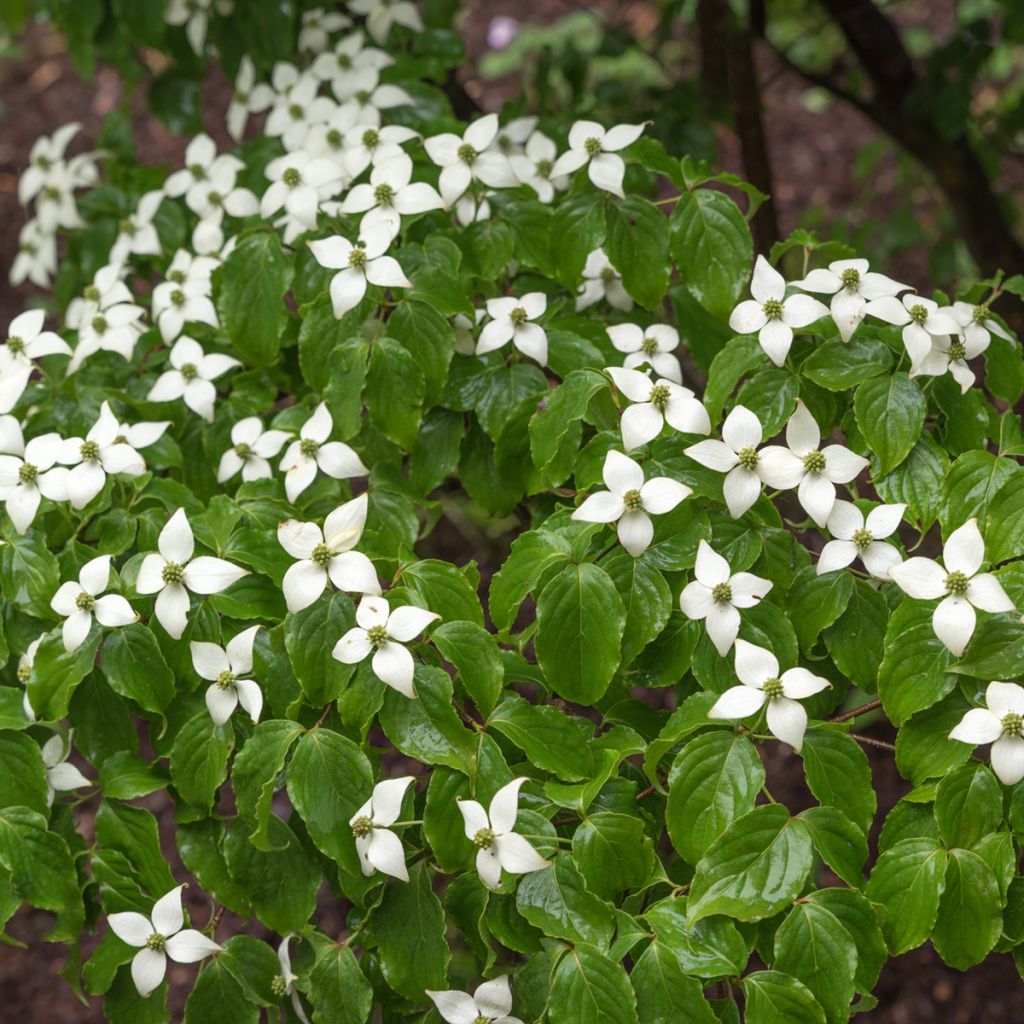 Cornouiller à fleurs de Chine