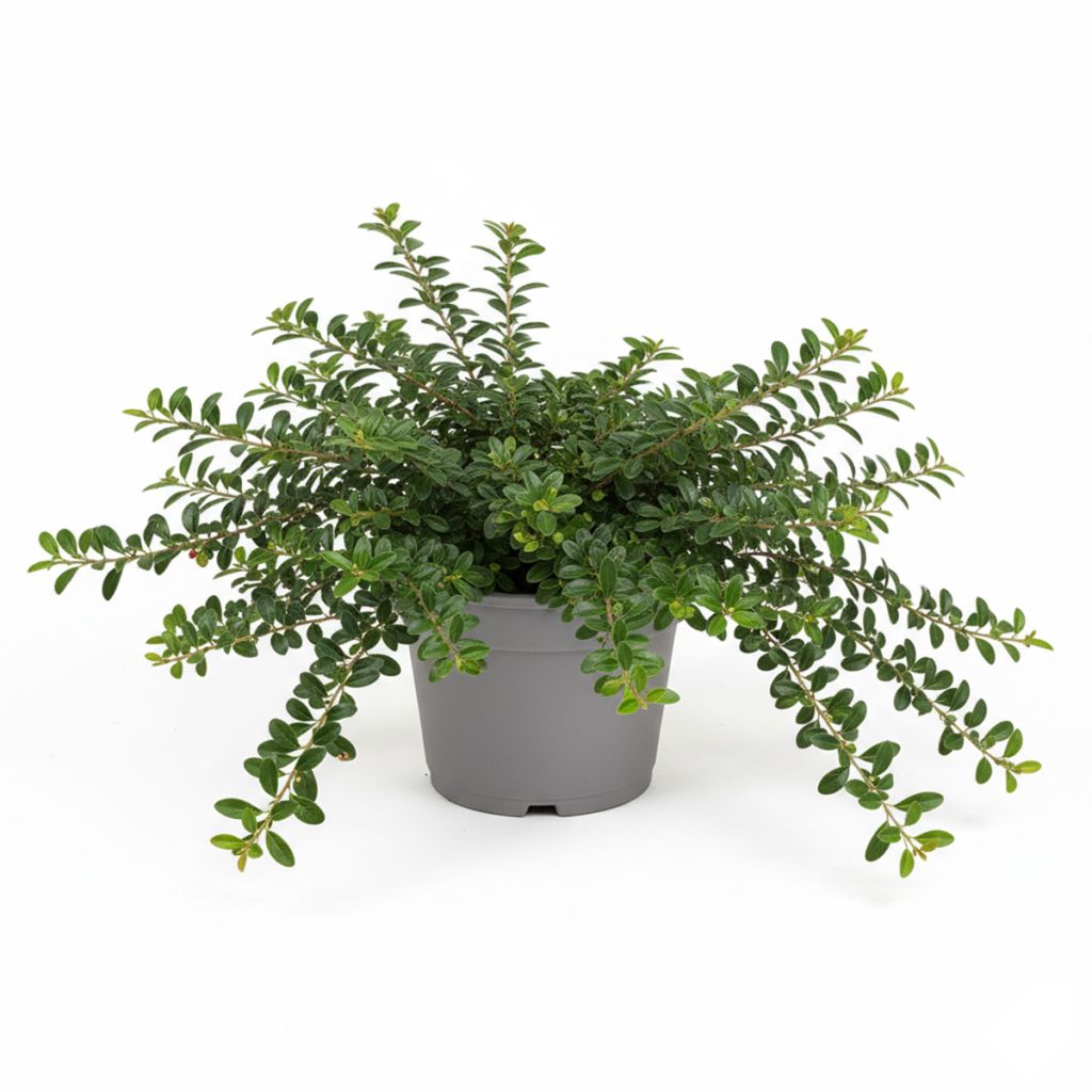 Cotonéaster rampant