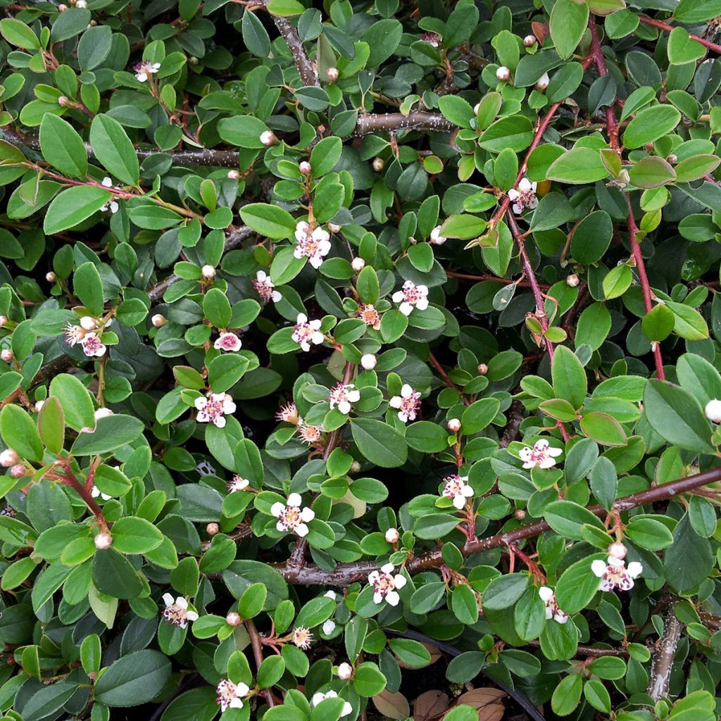 Cotonéaster