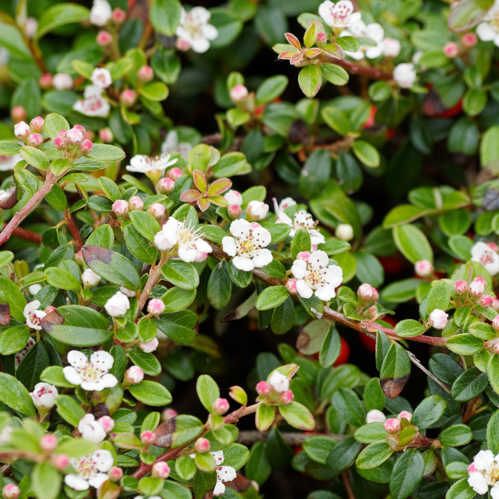Cotonéaster rampant