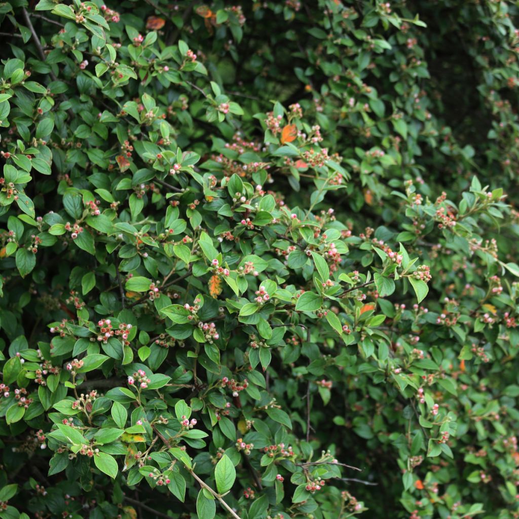 Cotonéaster de Franchet