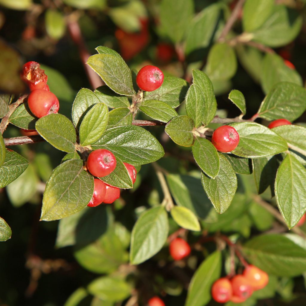 Cotonéaster de Franchet