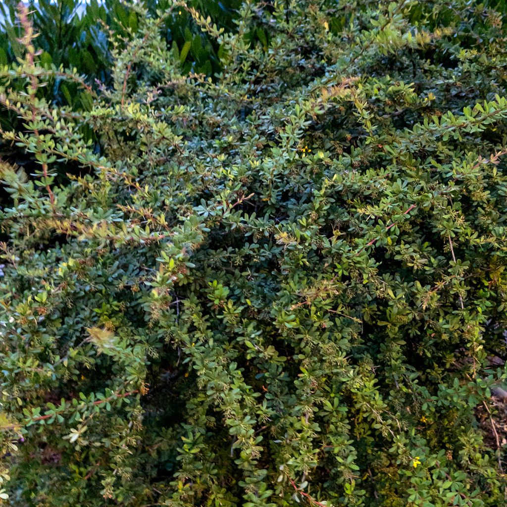 Cotonéaster horizontal