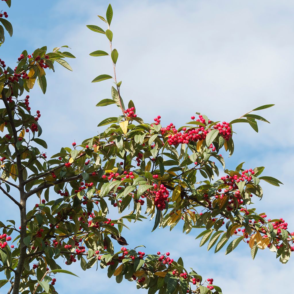Cotonéaster laiteux