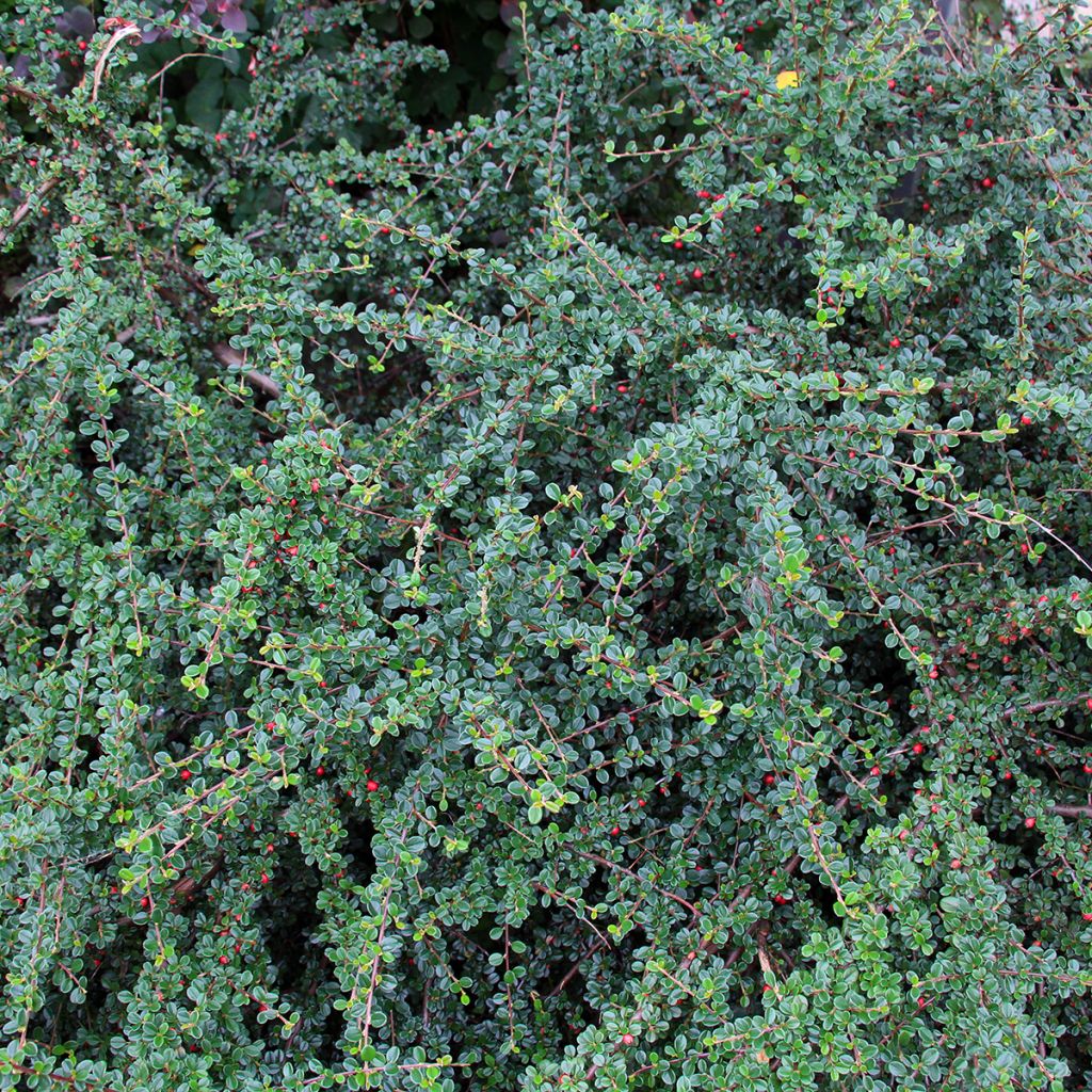 Cotonéaster rampant