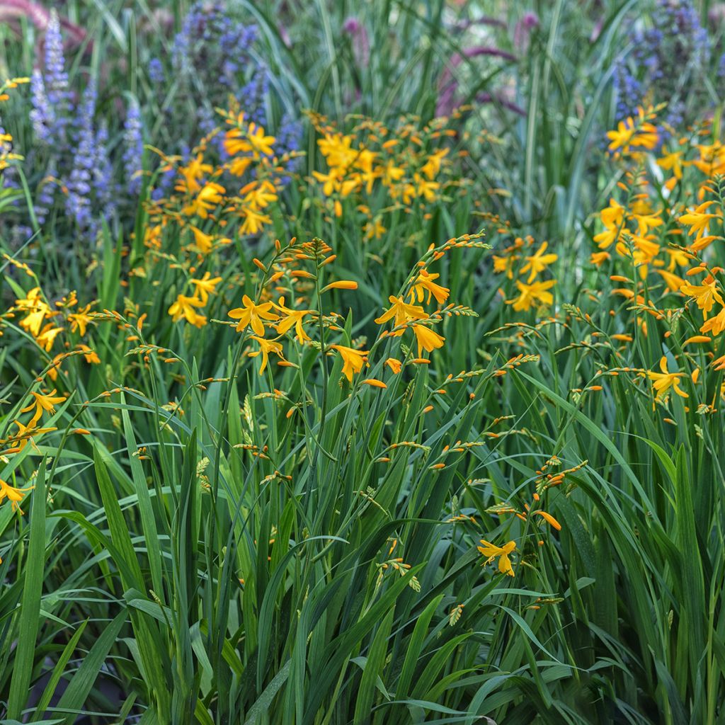 Crocosmia jaune