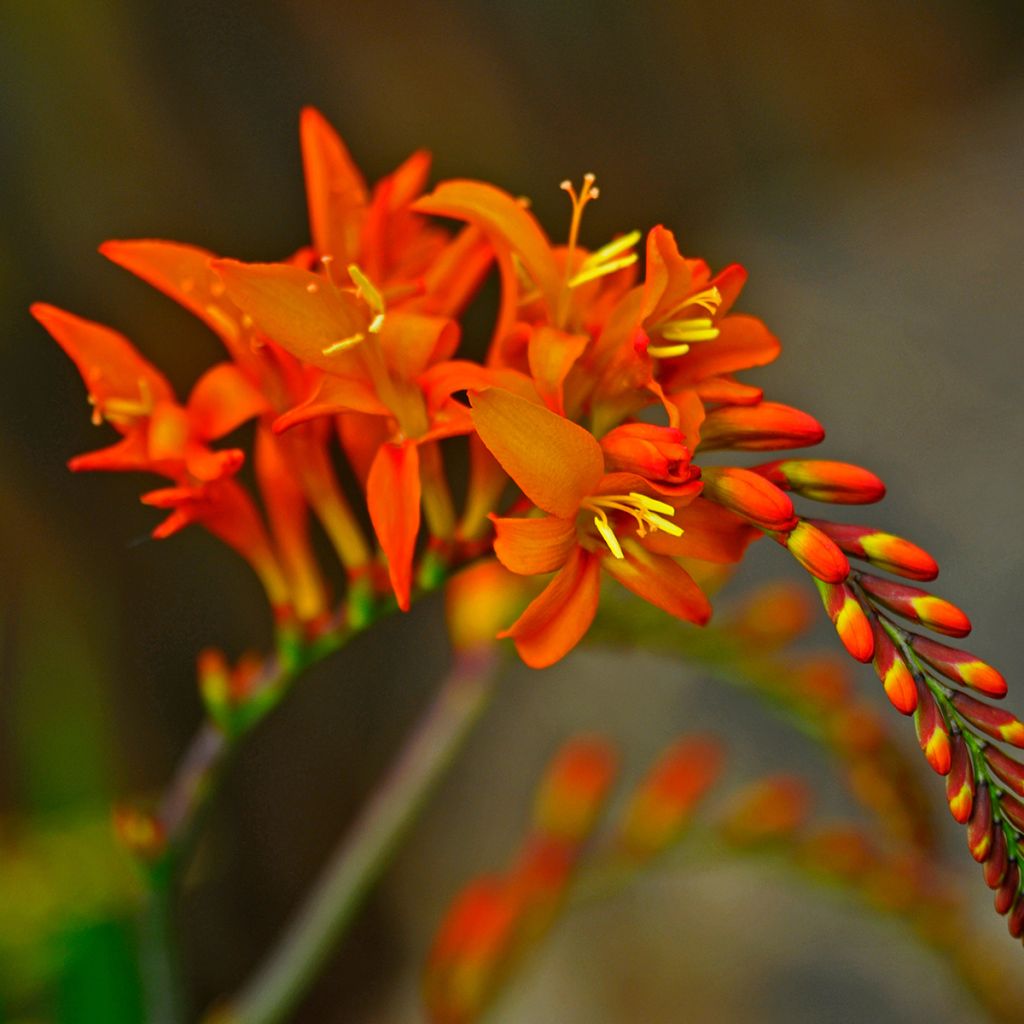 Crocosmia orange
