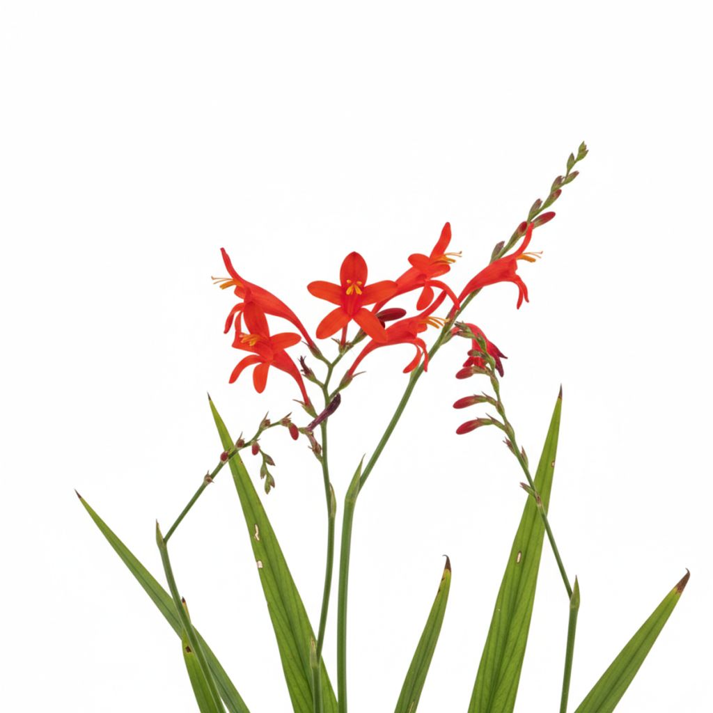 Crocosmia rouge