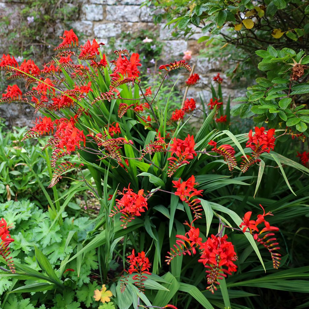Crocosmia rouge