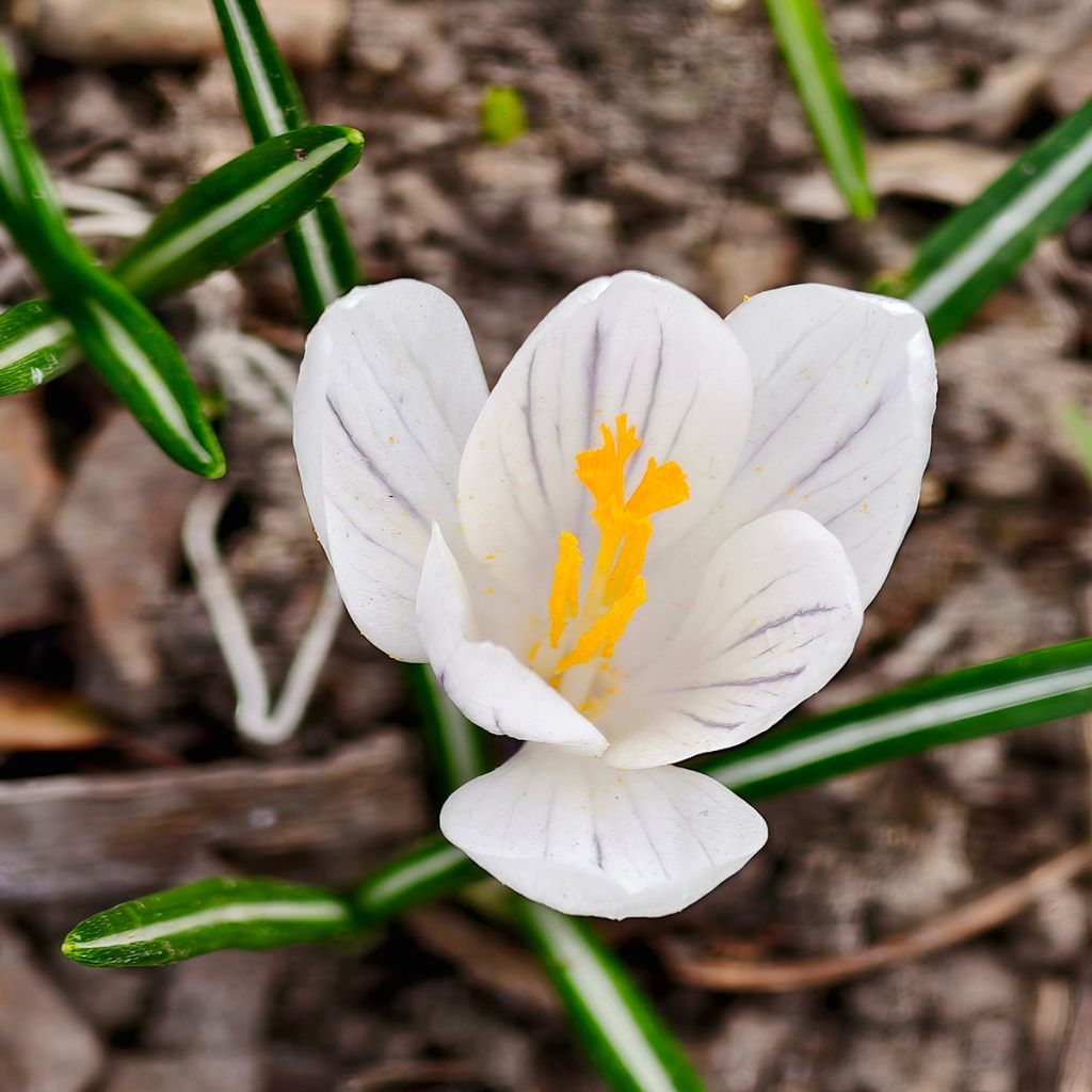 Crocus botanique blanc