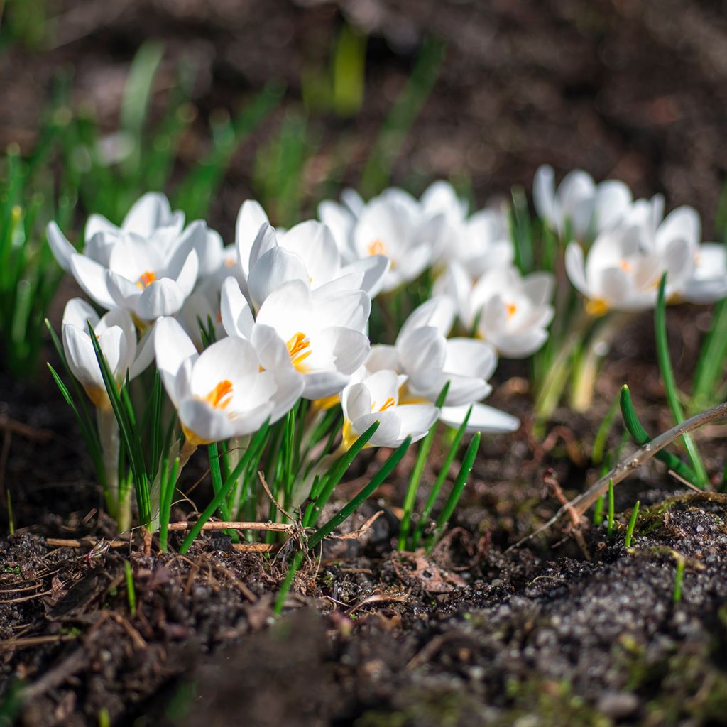 Crocus botanique blanc