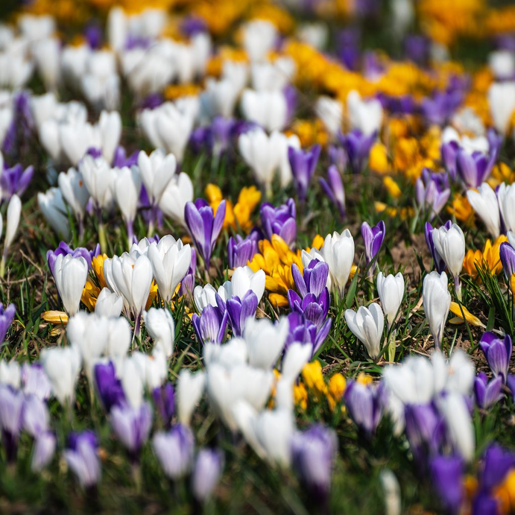 Crocus botanique, mélange de bulbes