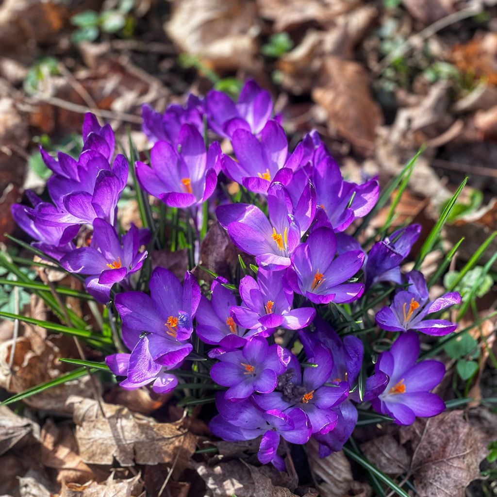 Crocus botanique violet