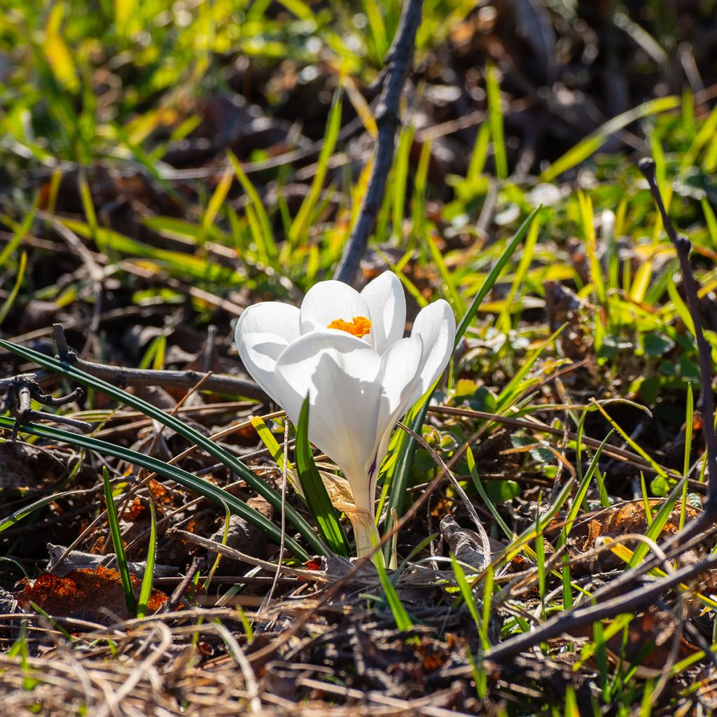 Crocus de printemps blanc