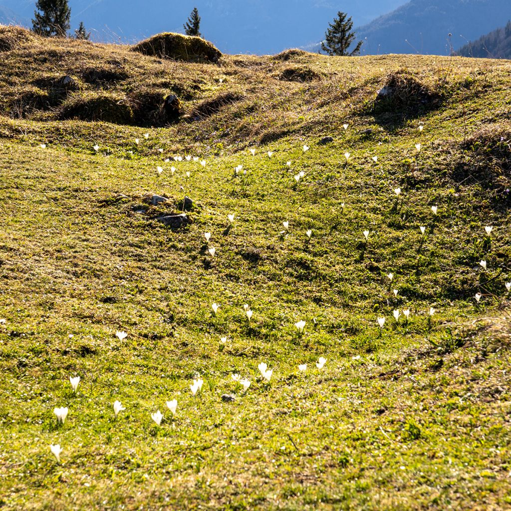 Crocus de printemps blanc