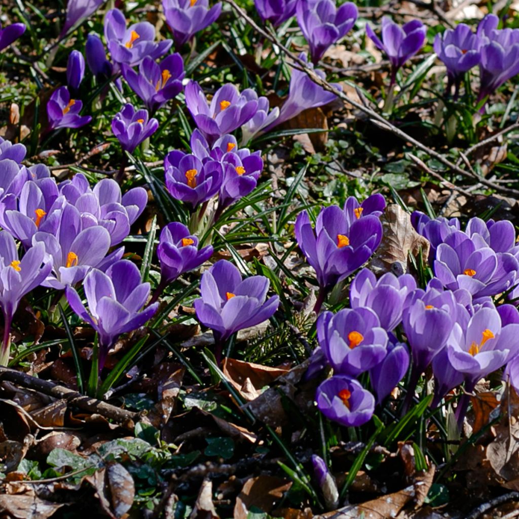 Crocus de printemps bleu